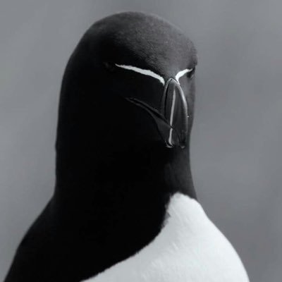 kivi's profile picture. He who grabs everything, holds nothing.