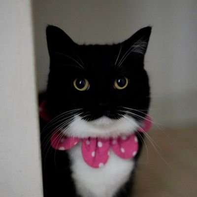 nitin__twts's profile picture. FullStack dev | OSS Nomad
