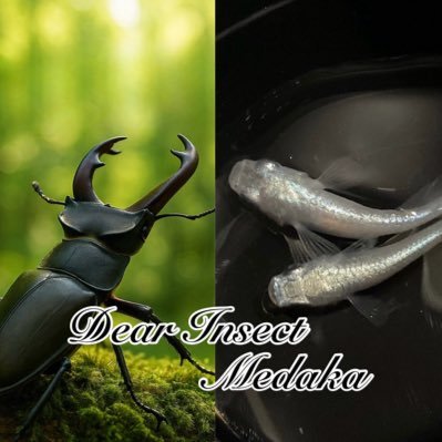 DearInsect's profile picture. 昆虫・メダカ専門通販【Dear Insect】 店舗販売は行っておりません。厳選した菌糸・マットを中心に、高品質な生体を毎月入荷。 お客様に安心してお買い求めいただけるよう、丁寧な梱包と迅速な発送を心がけております。 送料は格安、最短で即日発送対応。 対応時間：9:00〜24:00