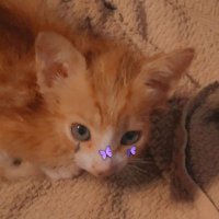 SneezingIssue (@sneezingissue) 's Twitter Profile