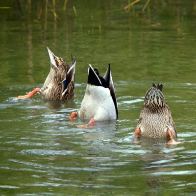DUCKSareCUCKS's profile picture. 