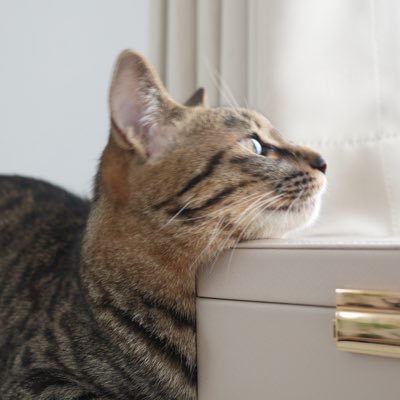 _emu_415's profile picture. デスクと暮らしを整えたい .｡* 猫と犬と暮らしてます🐈‍⬛🐈🐕　ゲームとカメラ特訓中📷🎮