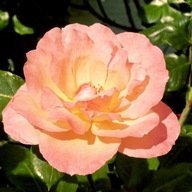 mummavie's profile picture. 