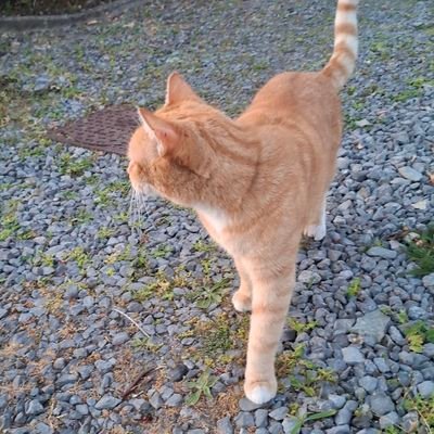 bodhilaroy's profile picture. 