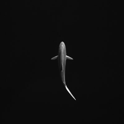 Ionelyshark's profile picture. 