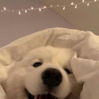 timaris (@timaris_b) 's Twitter Profile Photo timaris (@timaris_b) 's Twitter Profile Photo