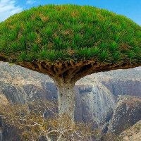 سقطري_وأفتخر (@swaftkhr38863) 's Twitter Profile