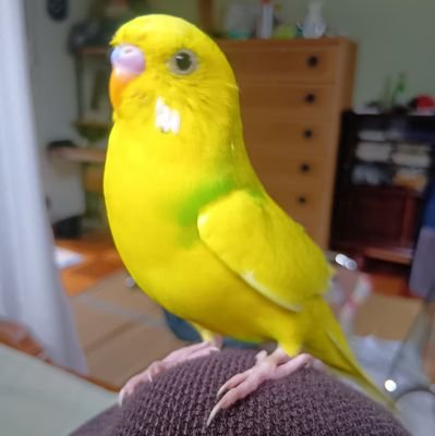上善如水の別アカ
度々変更すいません
今後はこちらのアカウント使ってきます
ポストは飼ってるインコのぴーちゃん中心
散歩とインコと読書とラジオとスーパー銭湯通いが生きる糧
風の吹くまま気の向くままに生きてます
どうぞよろしく