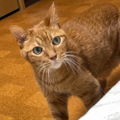 かぶ🐶🌰🌸➕🌙