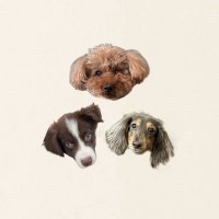 わんこ3兄弟 @ayu (@f_l_d_dogs) 's Twitter Profile