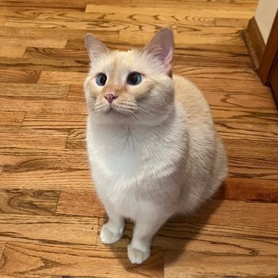 4 year old flame point Siamese & Manx mix. Just a Retired Mama Cat enjoying the good life in her Forever Home! 🌈 Isabeaux & 🌈 Paloma’s sister ❤️#KeepALegOut