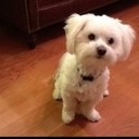 Laura Lucci - @dogiebogie - Twitter