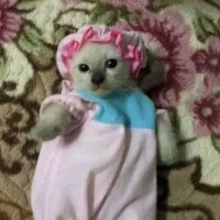 Sam. (@lostaries31) 's Twitter Profile