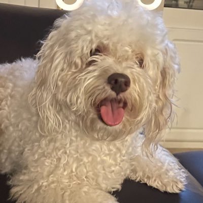 Havanese_Raptor's profile picture. Life of a Havanese