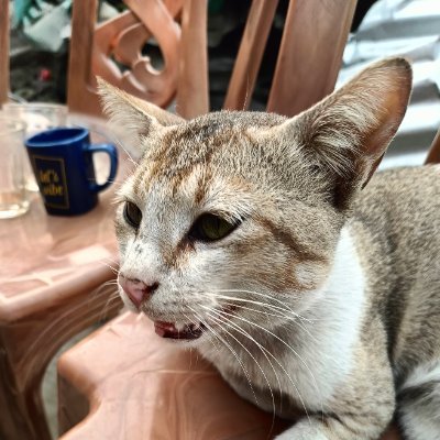 taimurweb3's profile picture. Iam samir