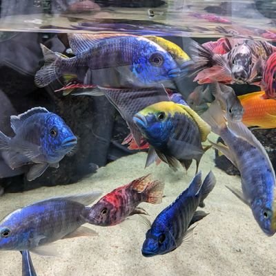 家庭連合一世🍀群馬育ち札幌在住🪻お花木の緑、絵画写真 旅行スキ―が趣味 簿記2級珠算3級英検3級、元金融機関勤務 信仰深く天皇陛下を尊敬する祖父母働き者の父母 小4からイエス様思慕 坂本龍馬💖 安部元総理💖 浜田聡💖高市早苗💝21歳統一原理感動世界の平和を願いアフリカにボランティア🌌スパイ防止法 日本💖