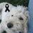LuisAlbert43117's profile image
