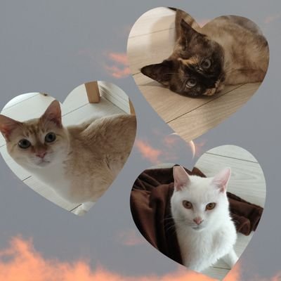 Hiyo_Rai_Mutu's profile picture. 日和(ひより)♂、雷花(らいか)♀、睦月(むつき)♂睦月はねこかつ川越店さんよりお迎え(ねこかつ名ジェノベーゼ)😸✨️3頭共保護猫。無断転載禁止。無言フォロー大歓迎😺🐾無言フォロー失礼します🐈⸒⸒⸒⸒