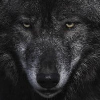 S. Wolf (@s_wolf4984) 's Twitter Profile