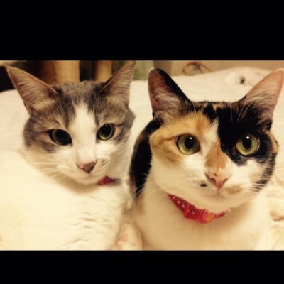 oshirimarumie's profile picture. 保護猫３匹と毎日楽しく暮らしています🐱🐱🐱