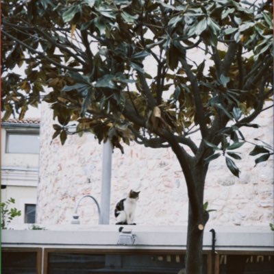 febbyfc's profile picture. 