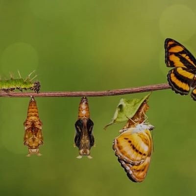 Belive in BUTTERFLY EFFECT !
......Connecting the Dots....
retweets = Not endorsement.