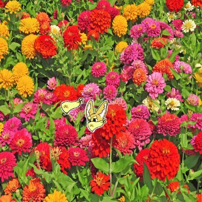 DGomatham11503's profile picture. Sahara #0052494