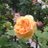 mochitto815's profile image