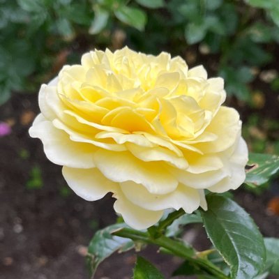 sanachan_1968's profile picture. 推しは長谷川博己さん❤「麒麟がくる」で沼落ちしました。
2024「アンチヒーロー」→2025「ガイアの夜明け」まさかの毎週のご登場に喜び✨ドラマ・映画の次回作発表を切望待機中💕
映画館で映画＆TVドラマ鑑賞で時間が幾らあっても足りない。フィギュアスケートも好き⛸️
無言フォロー失礼します🙇‍♀️