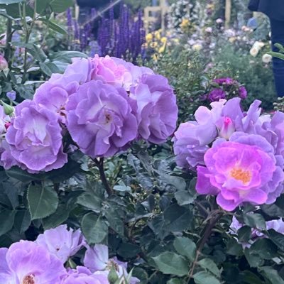 . ⁴¹⁴きょ🥀さんのプロフィール画像