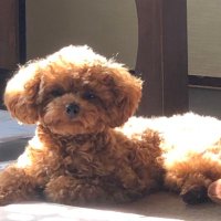 あんぶろーず (@amb_m_mad) 's Twitter Profile