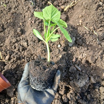 Allotment diaries wins, losses and everything else along the way