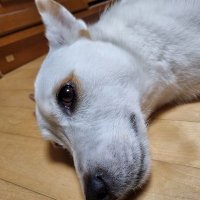 멍빵 (@mj1011807) 's Twitter Profile