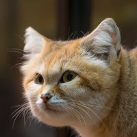 のいず (@noiseatlantic) 's Twitter Profile Photo