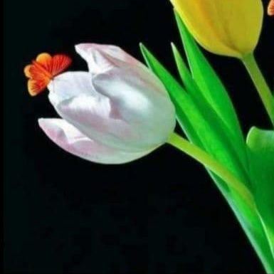 YC49294966's profile picture. 