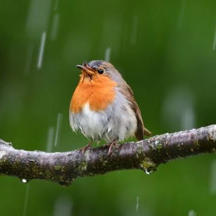 santhoshc791195's profile picture. 