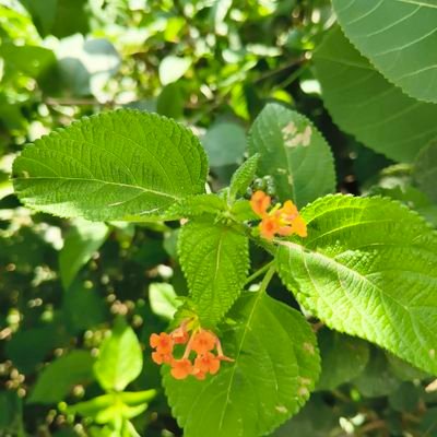 SajjadAliKhan10's profile picture. A seasoned Analyst with deep expertise in strategic security, military affairs & geopolitical trends.