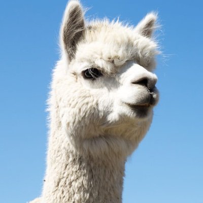 alpaca438921592's profile picture. 