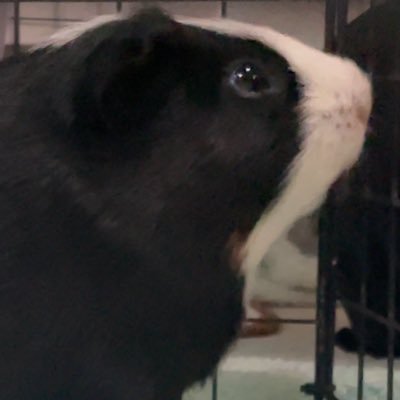 びびめろさんのプロフィール画像
