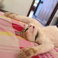 บ่าวญ้อ นครพนม (@yxbaw10588) 's Twitter Profile Photo บ่าวญ้อ นครพนม (@yxbaw10588) 's Twitter Profile Photo