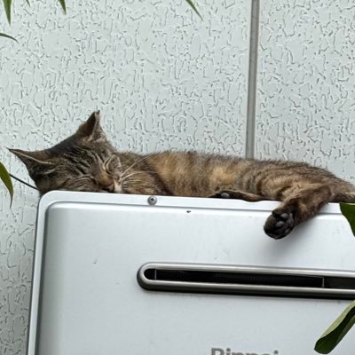 わんぱちさんのプロフィール画像