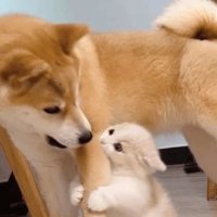 ꒱댕뎅꒱ (@tting6021) 's Twitter Profile