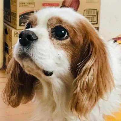 koukou212's profile picture. 推桜騎士団🌸 天鳳 雀魂 一番街   今は癒しがたくさんの一番街メイン