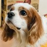 koukou212's profile picture. 推桜騎士団🌸 天鳳 雀魂 一番街   今は癒しがたくさんの一番街メイン