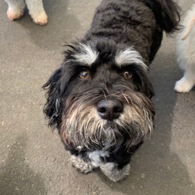 gillsgolden's profile picture. born in the USA  HEAR ME ROAR