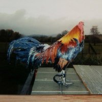 mstevenson (@mattsteven52751) 's Twitter Profile