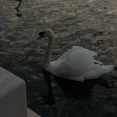 ramishz_'s profile picture. Pfffts