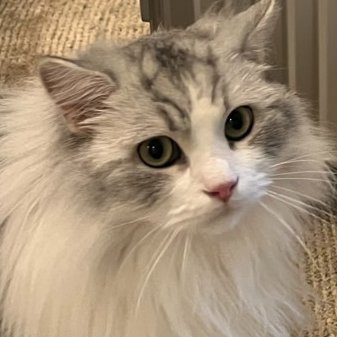 kabu_peregrine's profile picture. 2025年4月〜初心者投資家🔰猫好き。年内、利益1億目標