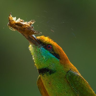 BSongco23's profile picture. 