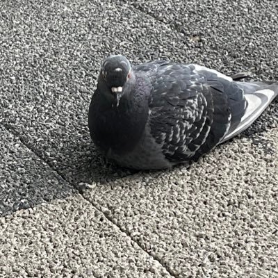 ハンペンさんのプロフィール画像